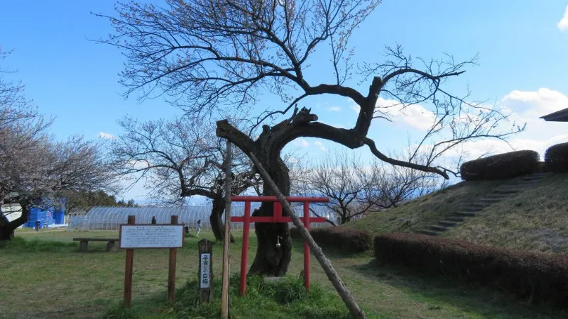 榛名山が噴火したときに噴石とともに野梅の種子が落下したと伝わる梅林