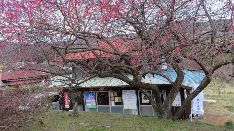 産地の中で味わえる多彩な梅グルメ