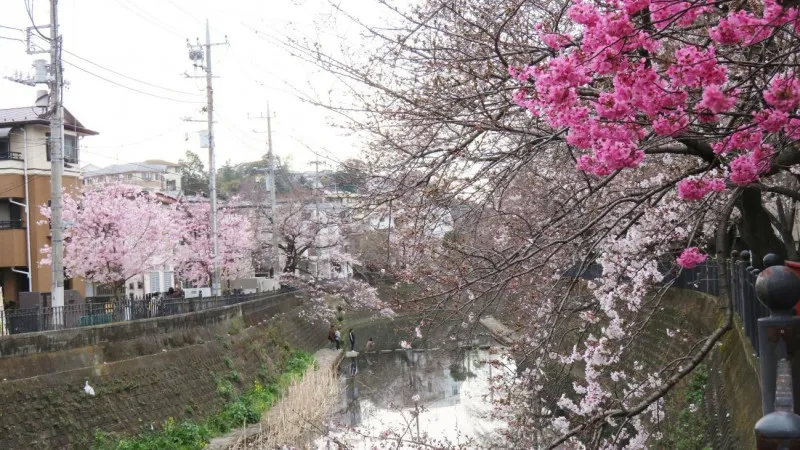 大岡川プロムナード（横浜市）
