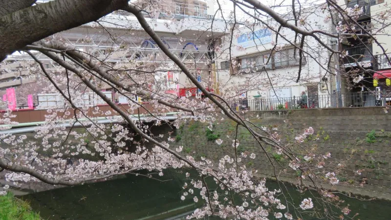 観音橋から太田橋まで続く桜並木