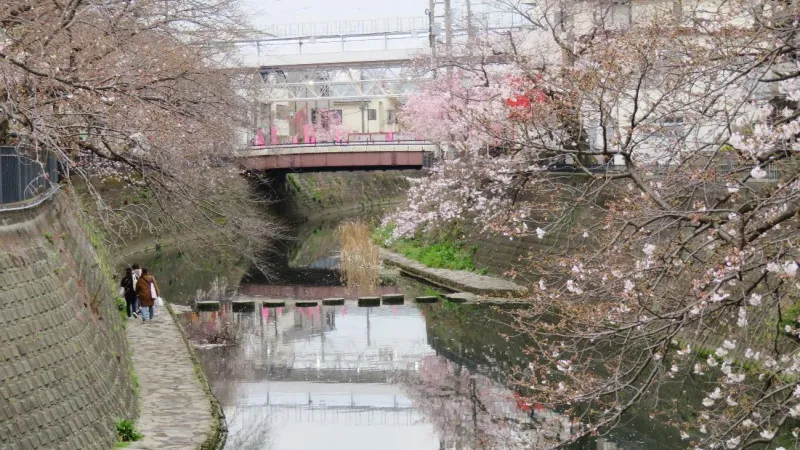戦前の柳に代わって植えられた桜