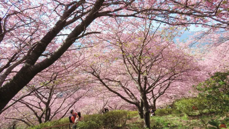 西平畑公園（足柄上郡松田町）