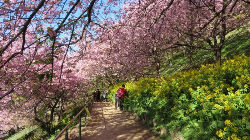 河津桜のピンク色と菜の花の黄色の絶妙な色彩のコントラスト
