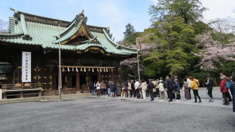 三岛大社(三岛市),一条樱花隧道从入口处的大鸟门通向正门、神门(正门)和御本殿(主殿)。