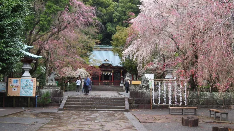 泉山神社(热海市),这里的樱花散发着相亲的力量。