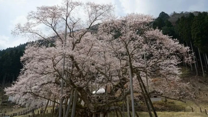기후현 네오다니 담묵벚꽃