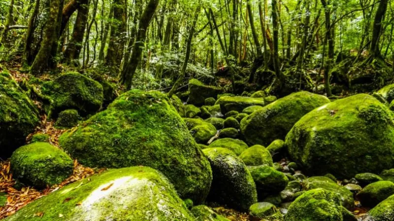 Feel like Ghibli in Yakushima "Shiratani Unsui Gorge "