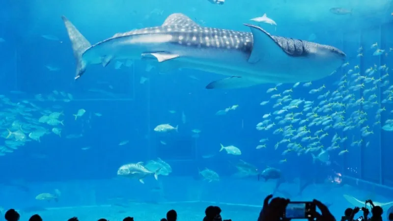 Churaumi 水族馆