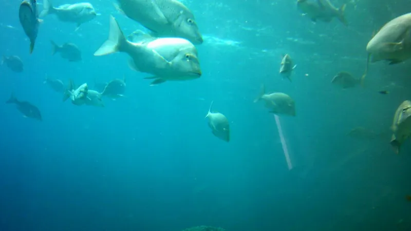 布塞纳海洋公园