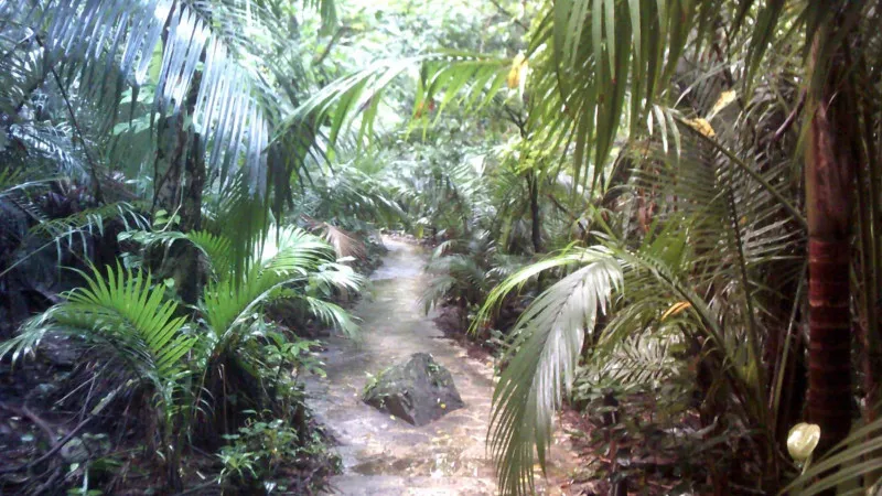 八重山棕榈树群落