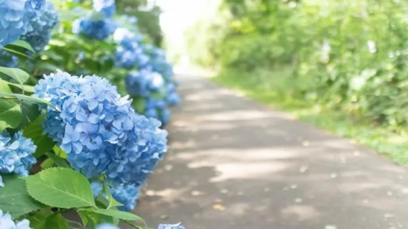 Hokkaido Toyohira Park