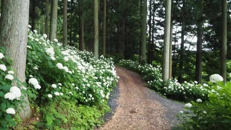 Michinoku Hydrangea Park, Iwate