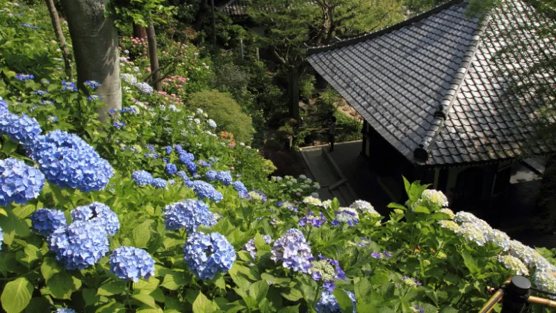 Hase Temple, Kanagawa Prefecture