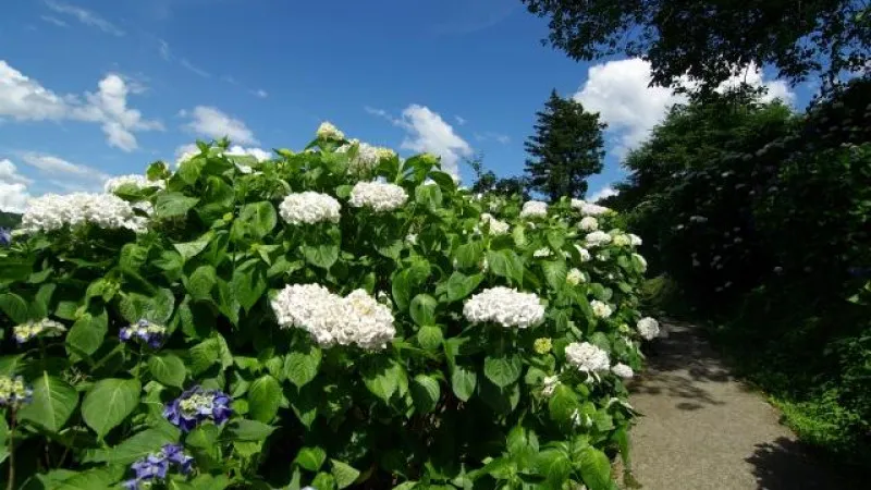 Shingu Hydrangea Village, Ehime Prefecture
