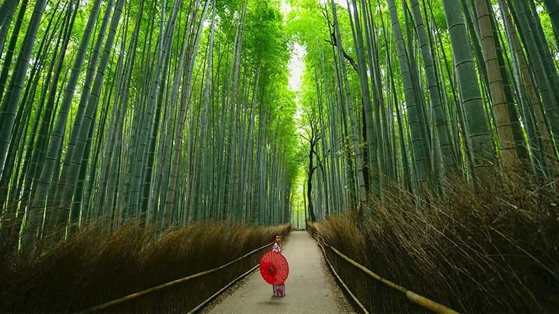 Kyoto is all about sightseeing! Seven moist sightseeing spots with great scenery