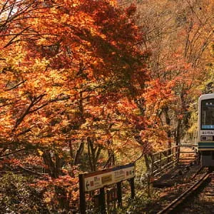 【京都】絶対外せない！美しい景色を彩る京都の紅葉スポット7選