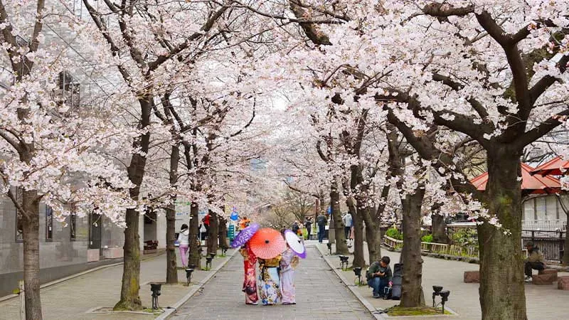 [Kyoto ]Let's go around Kyoto's exciting cherry blossom viewing spots and be surrounded by cherry blossoms! 8 Hanami Spots