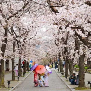 [Kyoto ]Let's go around Kyoto's exciting cherry blossom viewing spots and be surrounded by cherry blossoms! 8 Hanami Spots