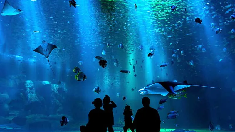 生き物たちに癒される！大阪の動物園・水族館5選