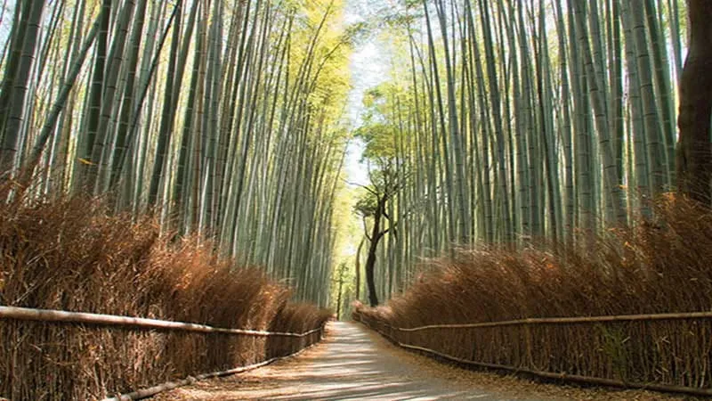 [Kyoto ]If you visit Arashiyama/Saga, you should also stop by! 7 recommended sightseeing spots