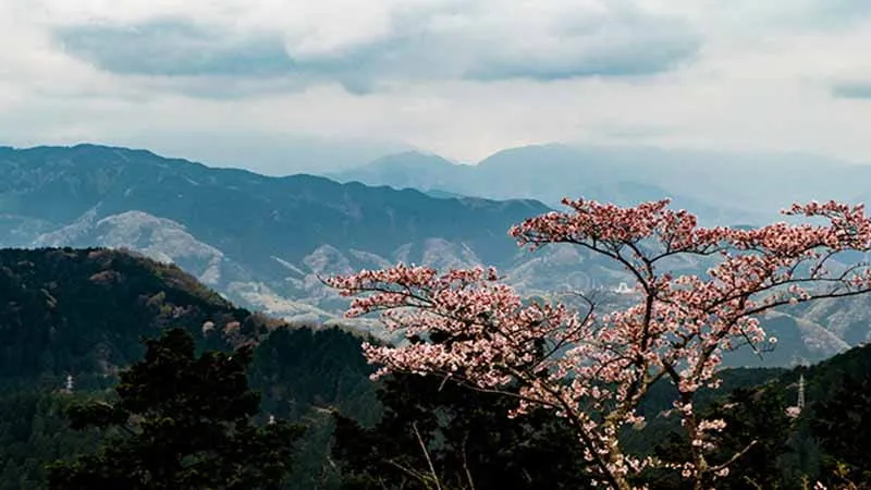 [Tokyo ]Tokyo's spectacular scenery! 7 sightseeing spots with beautiful natural scenery!