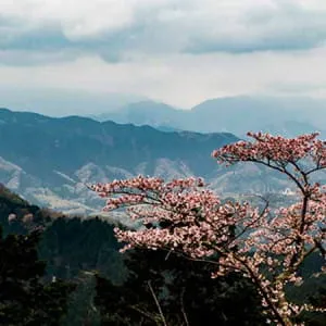 【東京】東京の絶景！美しい自然の景色が見られる観光スポット7選！
