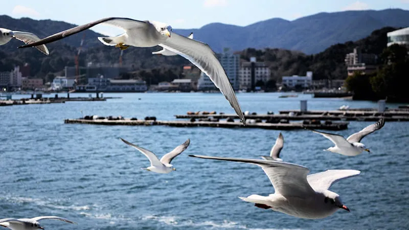 [Mie ]7 sightseeing spots in Mie prefecture! You can't beat Osaka! Come and enjoy sightseeing!
