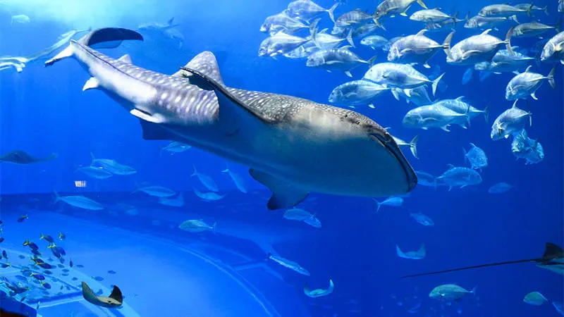 【Okinawa】 A Must-See! 10 Sightseeing Spots in Okinawa Area