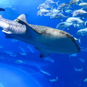 【Okinawa】 A Must-See! 10 Sightseeing Spots in Okinawa Area