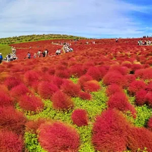 茨城 这真是一个令人惊叹的地方!茨城县的10个观光目的地。