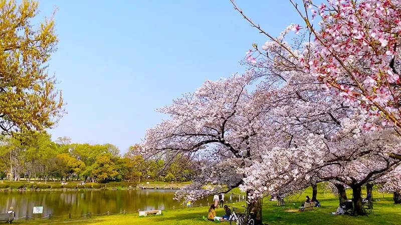 【大阪】 桜の名所！おすすめお花見スポット 2023 〜特別なお花見体験をご紹介〜