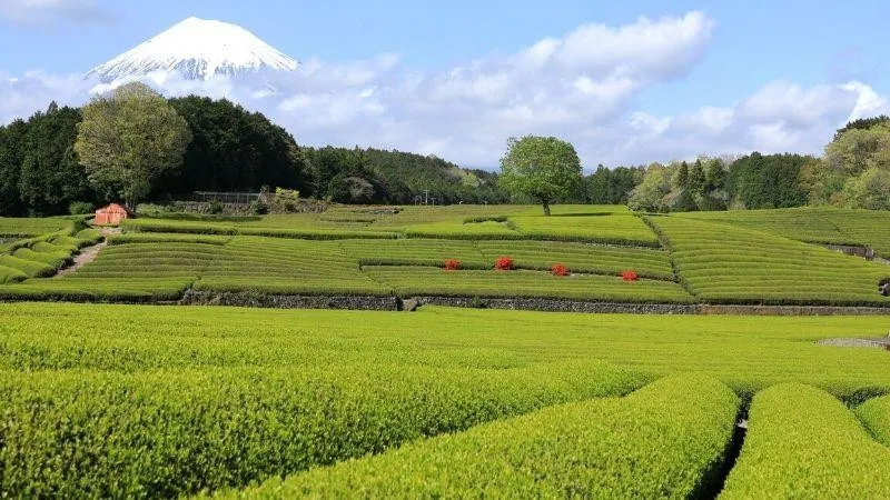 【静岡】静岡エリアのオススメホテル7選！豊かな自然と落ち着いた雰囲気の中で充実したひと時を！