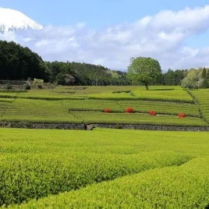 [Shizuoka ]7 recommended hotels in Shizuoka area! Spend a fulfilling time in the rich nature and calm atmosphere!