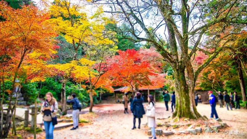 [히로시마 ]미야지마 관광으로 들르고 싶다! 추천 스팟을 선택