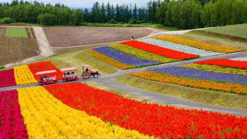 [Hokkaido ] You must go there! 5 attractive Instagram-worthy spots