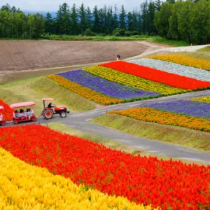 [Hokkaido ] You must go there! 5 attractive Instagram-worthy spots