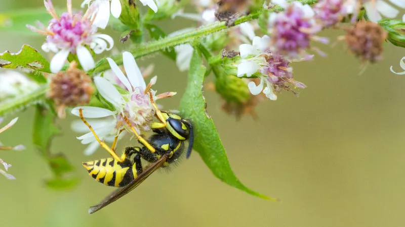 [Nagano ]Amazing work of art! Nagano, Bee Heaven is too amazing!