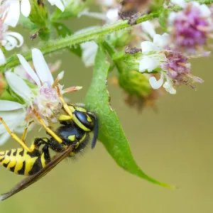 [Nagano ]Amazing work of art! Nagano, Bee Heaven is too amazing!