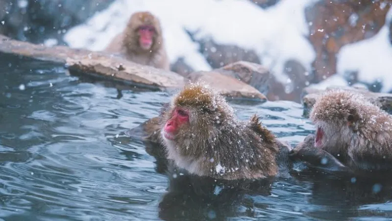 絶景の雪見風呂が楽しめる日帰り温泉10選