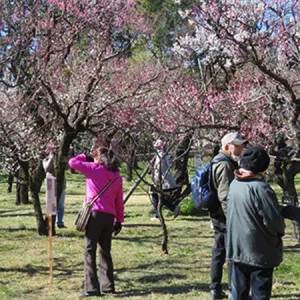 [Tokyo ]Five plum blossom viewing spots decorated with red and white blossoms in early spring