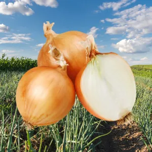 [Awaji Island ]Uzu no Oka Onaruto Bridge Memorial Museum for an onion day