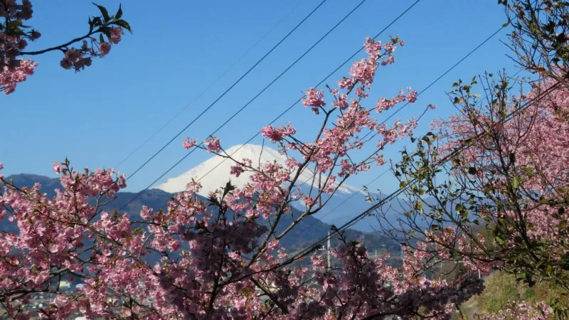 【神奈川】早春に人気の桜のお花見スポット3選