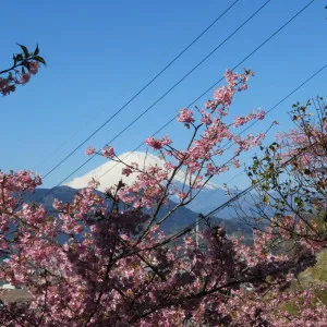 早春时节的三个热门赏樱地点。