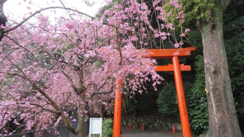 早春时节的五个热门赏樱地点。