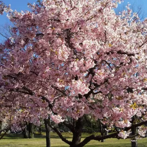 Japan] Impressed by the beauty only in spring! 10 recommended single cherry blossom viewing spots
