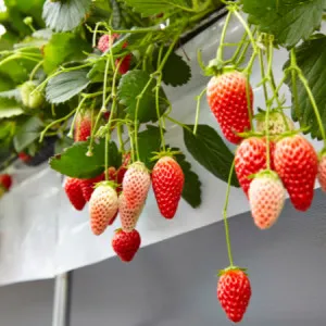 【群馬県】食べ放題！春～夏のフルーツ狩り6選