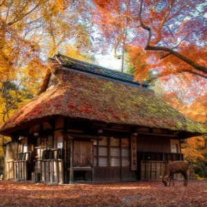 36个奈良旅游景点!从著名的地方到隐藏的珍宝都有选择。