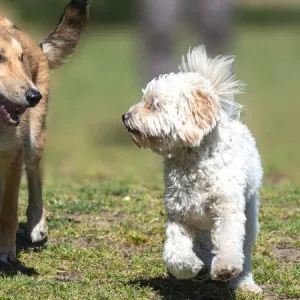 群马县 带着您的爱犬去做最棒的旅行吧!7家可以带着宠物入住的酒店