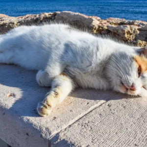 群马县 最好的疗养!四家温泉旅馆，有一只标志性的猫。