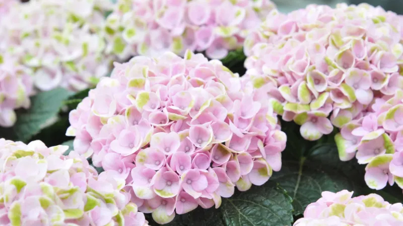 [2023 ]Rainy Season Fun! 10 recommended hydrangea viewing spots in Japan